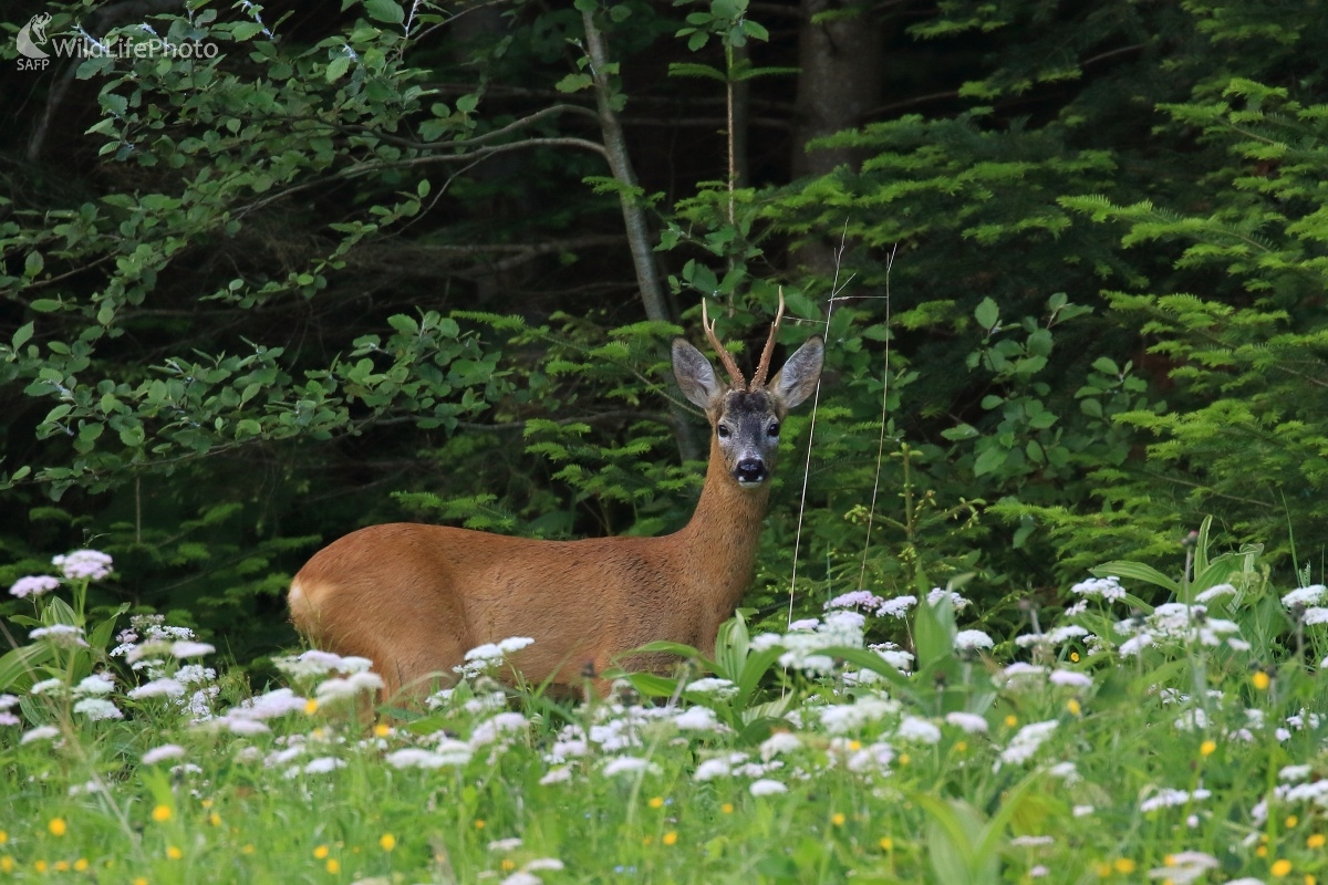Na horskej lúke (Vladimír Michalec)