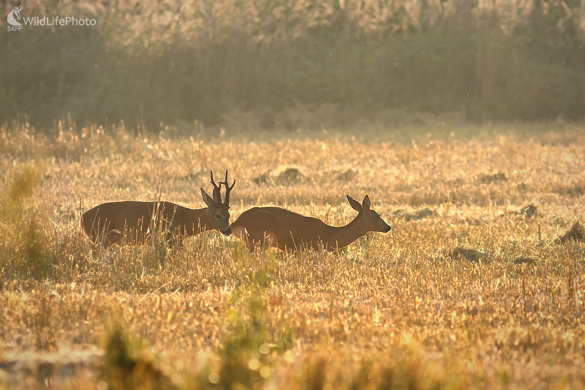 Srnčia ruja (Ivan Teplan)