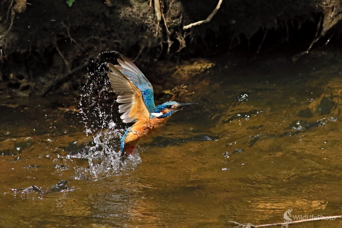 Modrý plavec (Maroš Detko)