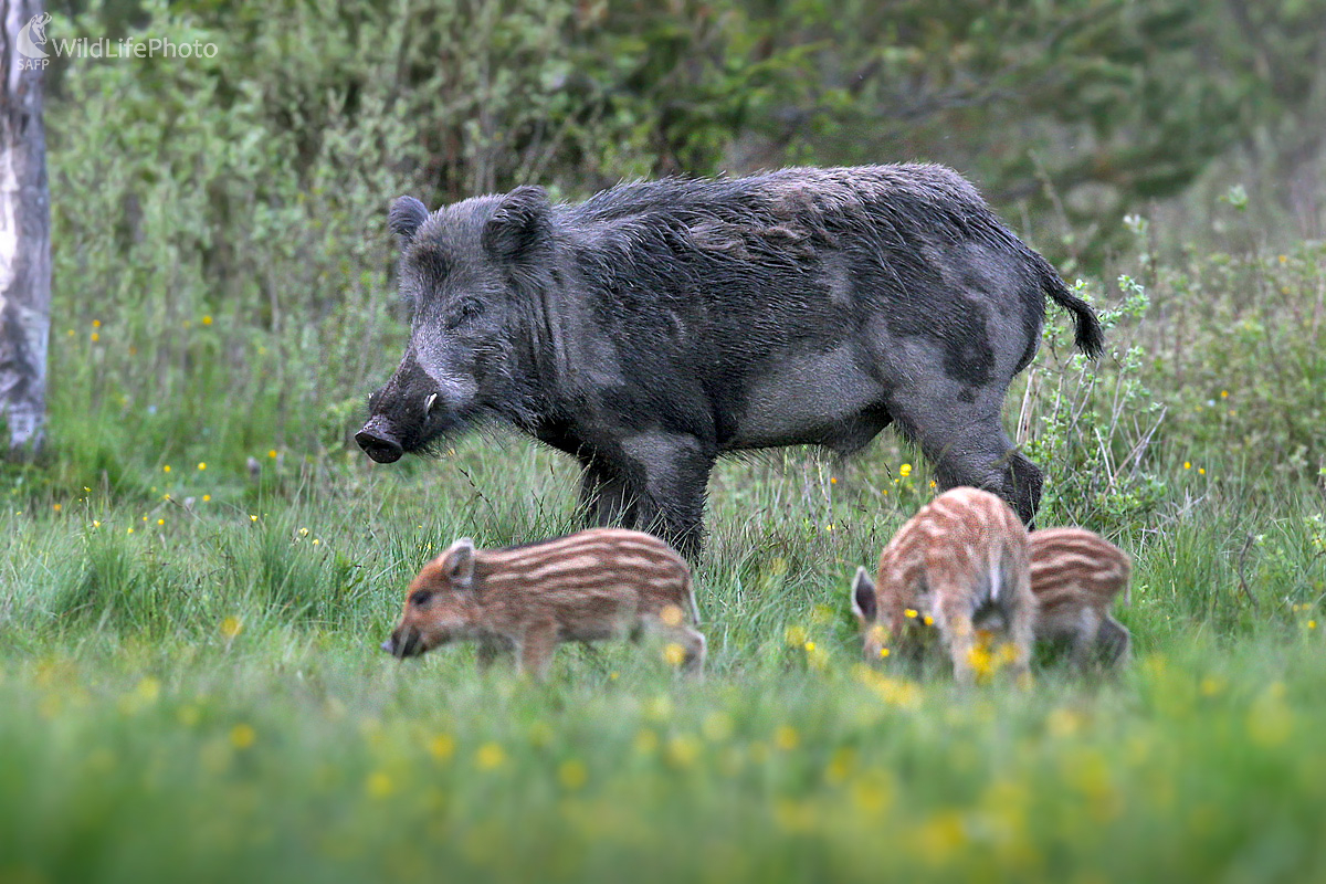Diviak lesný - Pod dozorom (Dominik Kalata)