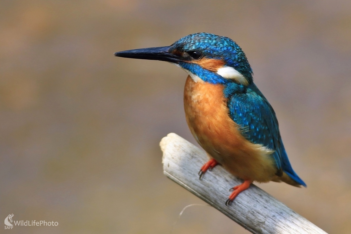 Ranné stretnutie (Maroš Detko)