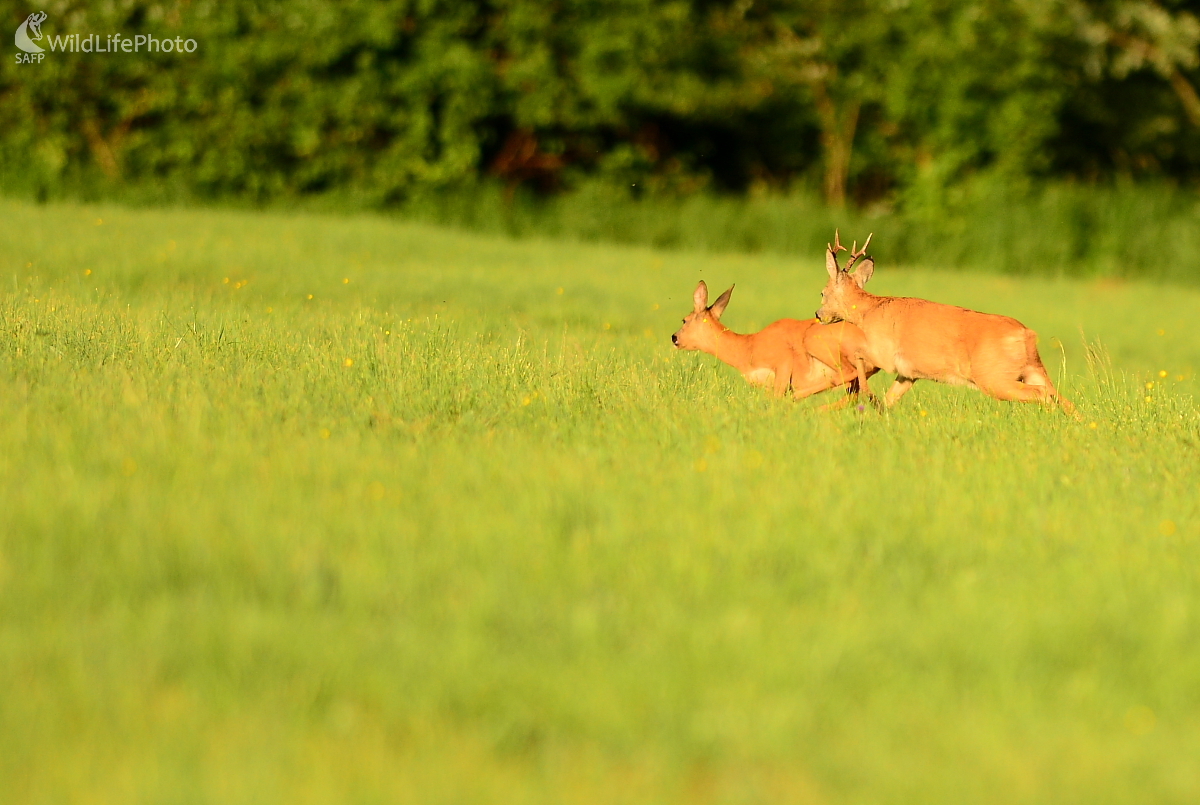 Srnčia ruja (Jozef Žuffa)