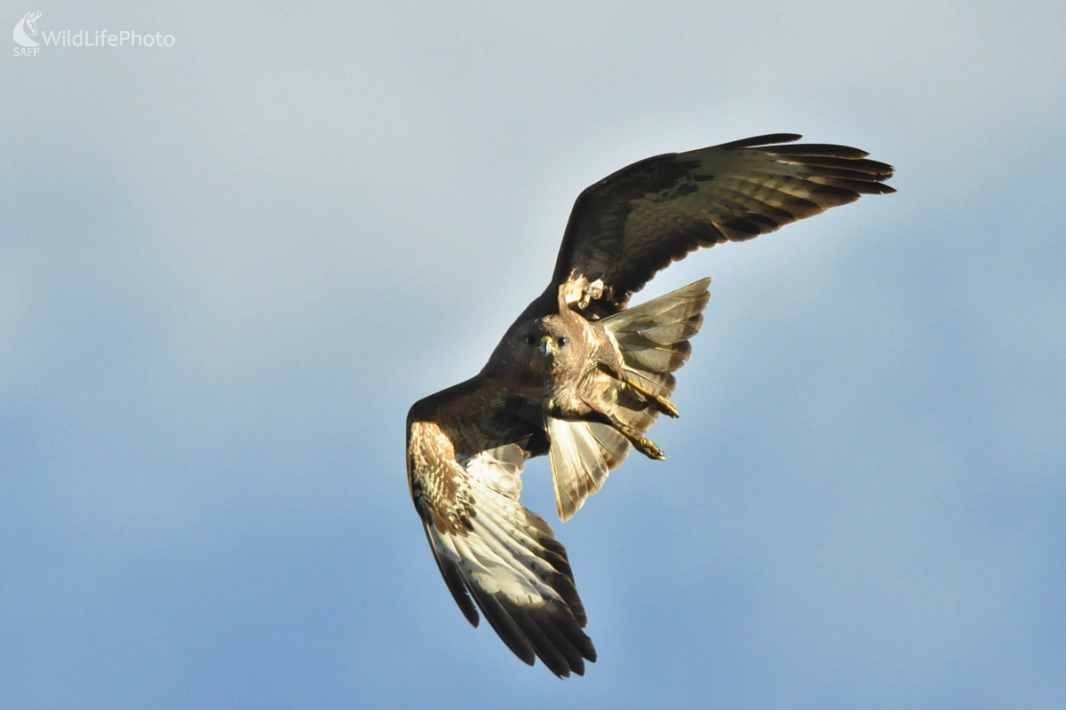 Zvedavý (Milan Čierny)