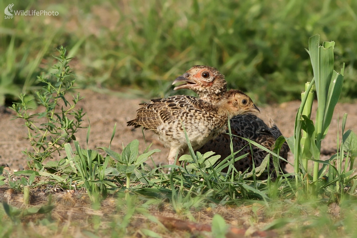 Bažant obyčajný -Phasianus colchicus (Martin Šabík)