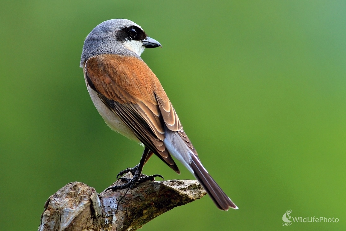 Pohľad za korisťou (Maroš Detko)