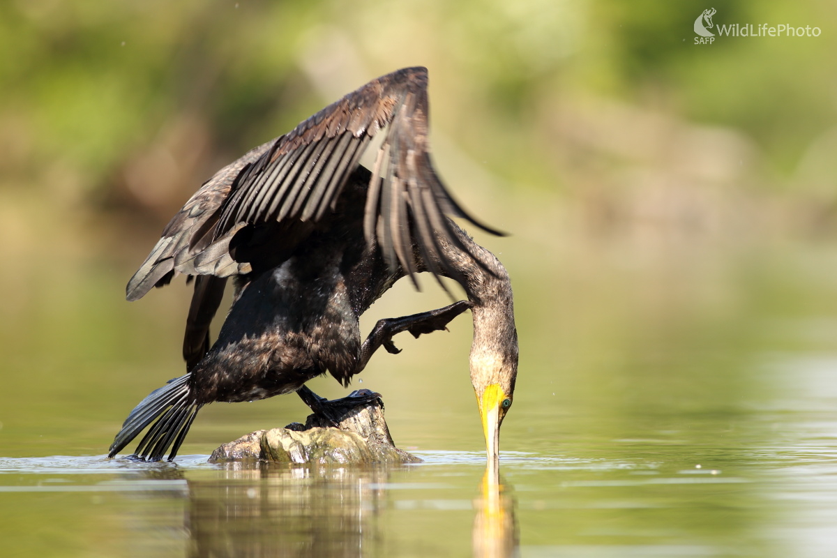 Odkaz pod hladinu... (Jaroslav Šubjak)