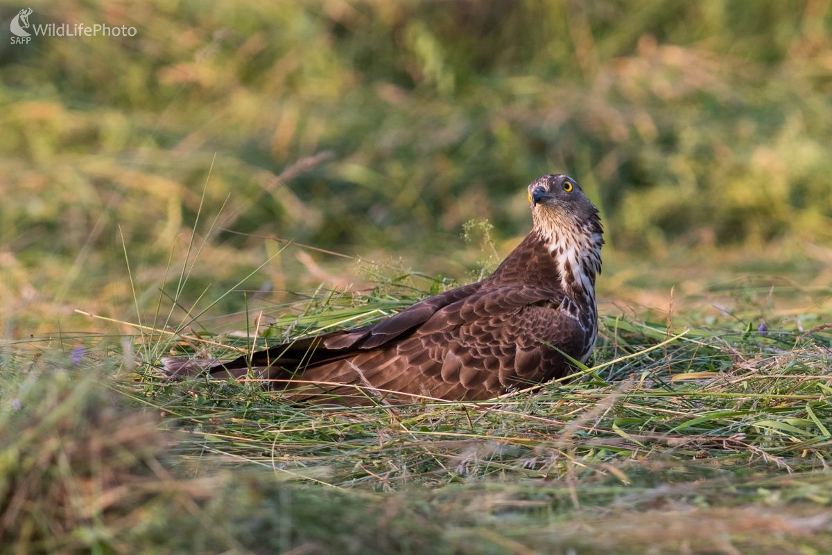 Včelár (Ľubomír Ondráško)