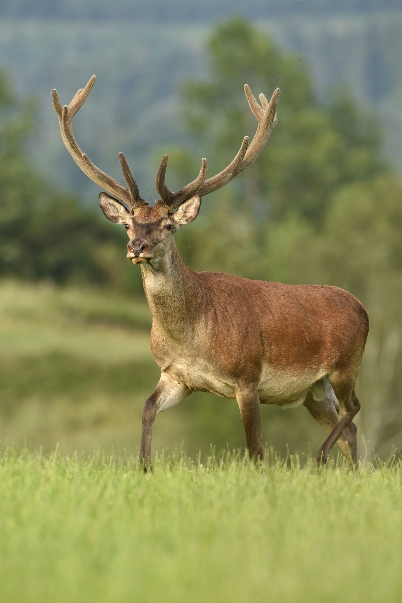 ... Prichádza .... ( Jeleň lesný ) (Dušan Majerník)