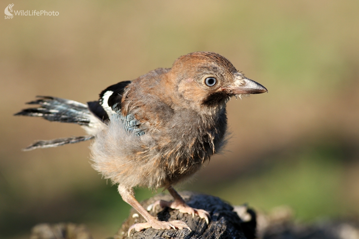 Sojka škriekavá (Garrulus glandarius) (Martin Šabík)