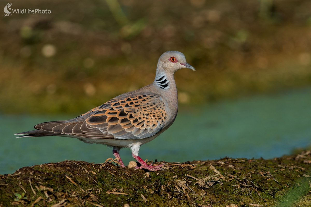 Hrdlička poľná (Ľubomír Ondráško)