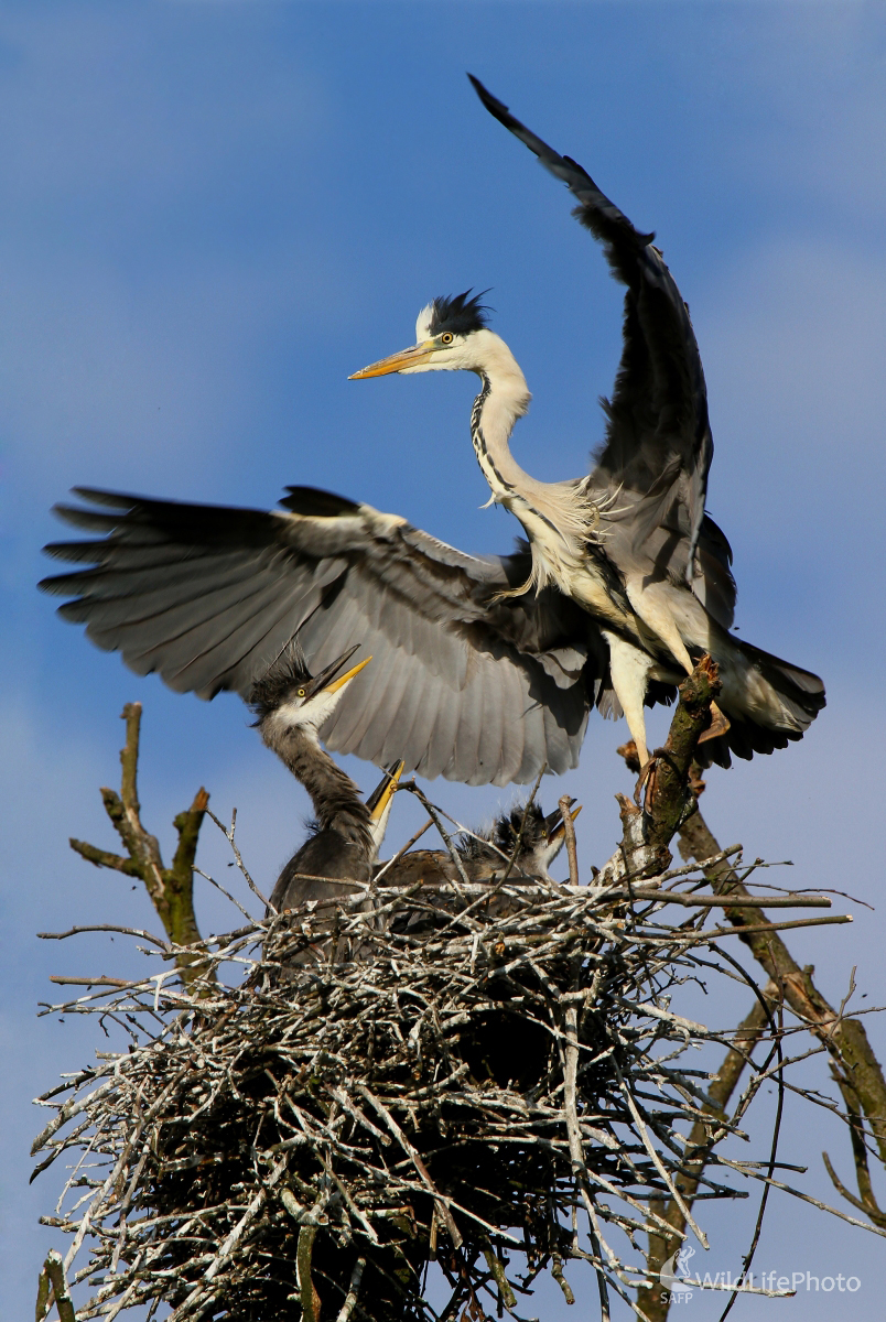 Starostlivá matka (Eduard Tatay)