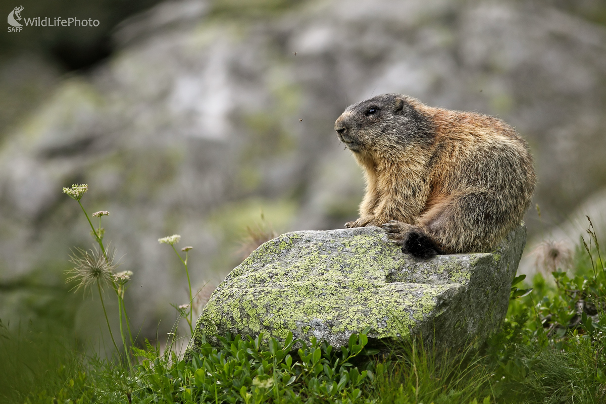 Pohoďák (Michal Stoklasa)