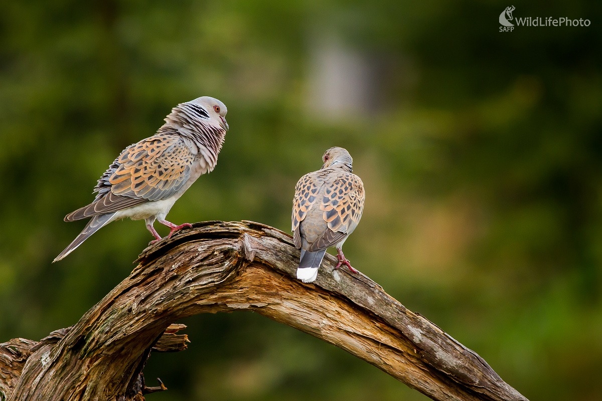 Dvorenie (Ladislav Dzivjak)