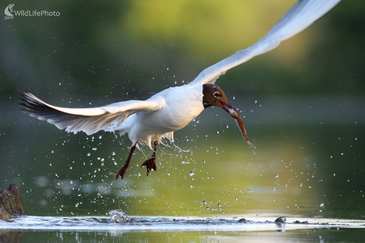 Na rannom love (Jaroslav Šubjak)