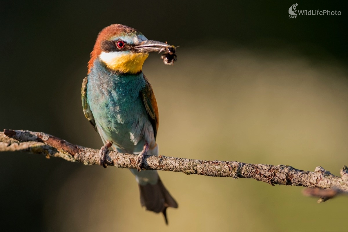 Včelárik (Ľubomír Ondráško)