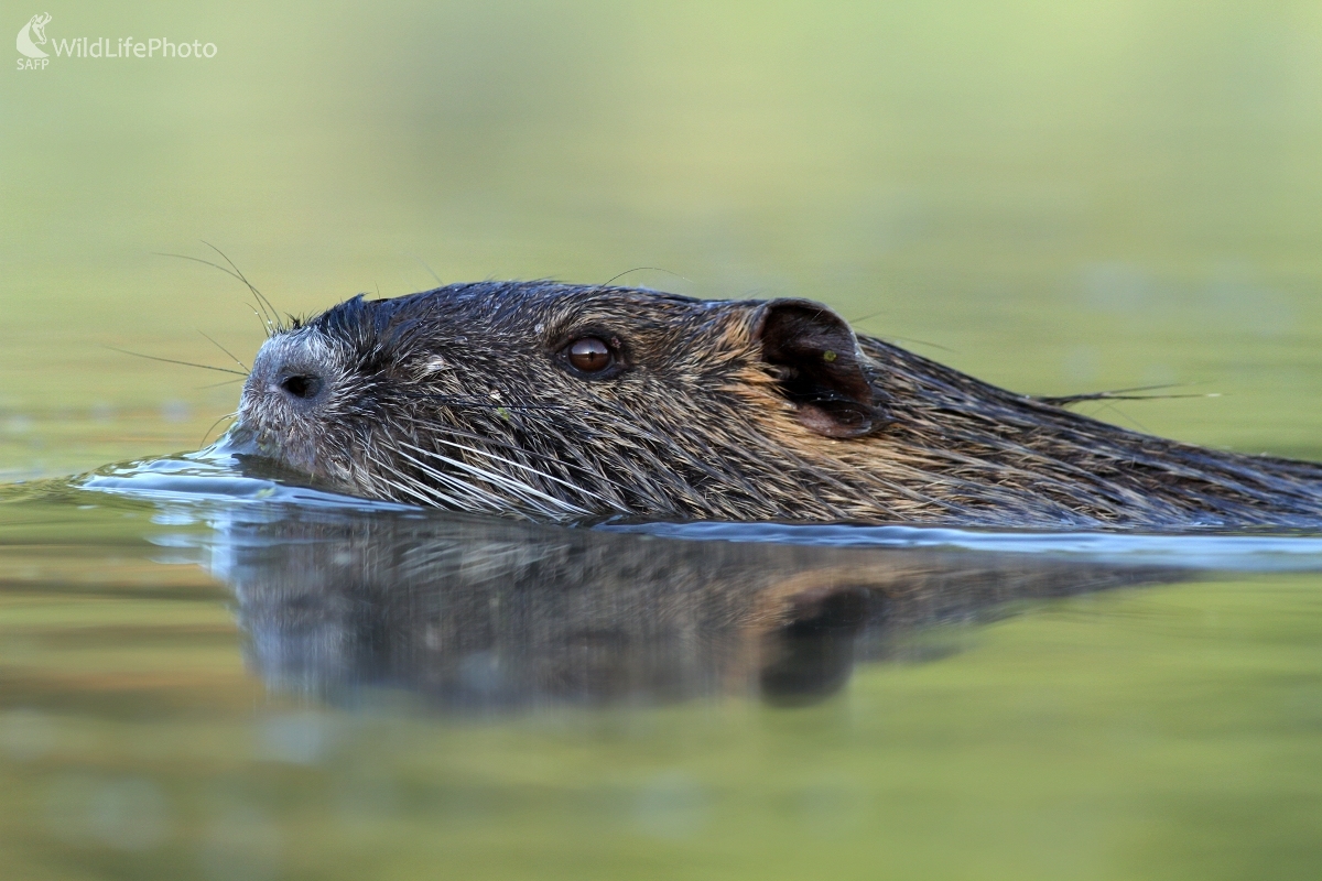 Nutria riečna (Myocastor coypus) (Martin Šabík)