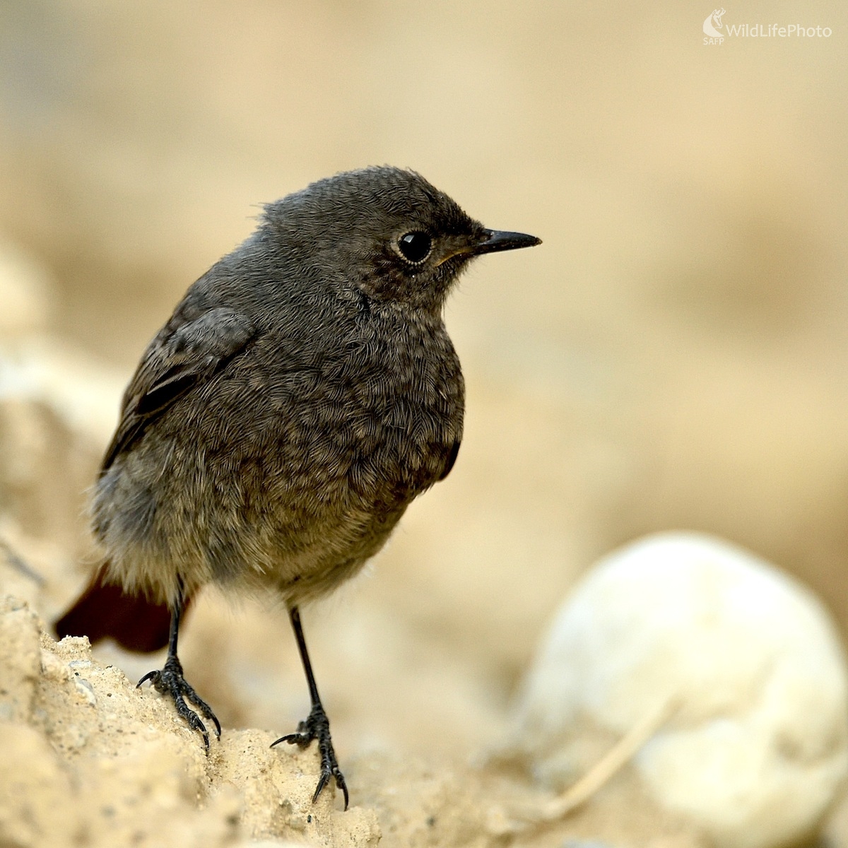 Drobček.... (Vladimír Sabo)