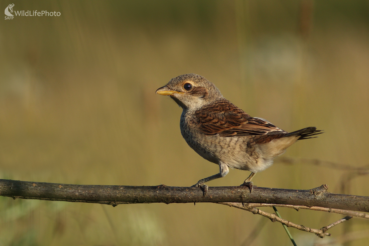 Strakoš obyčajný - juvenil (Michal Stoklasa)