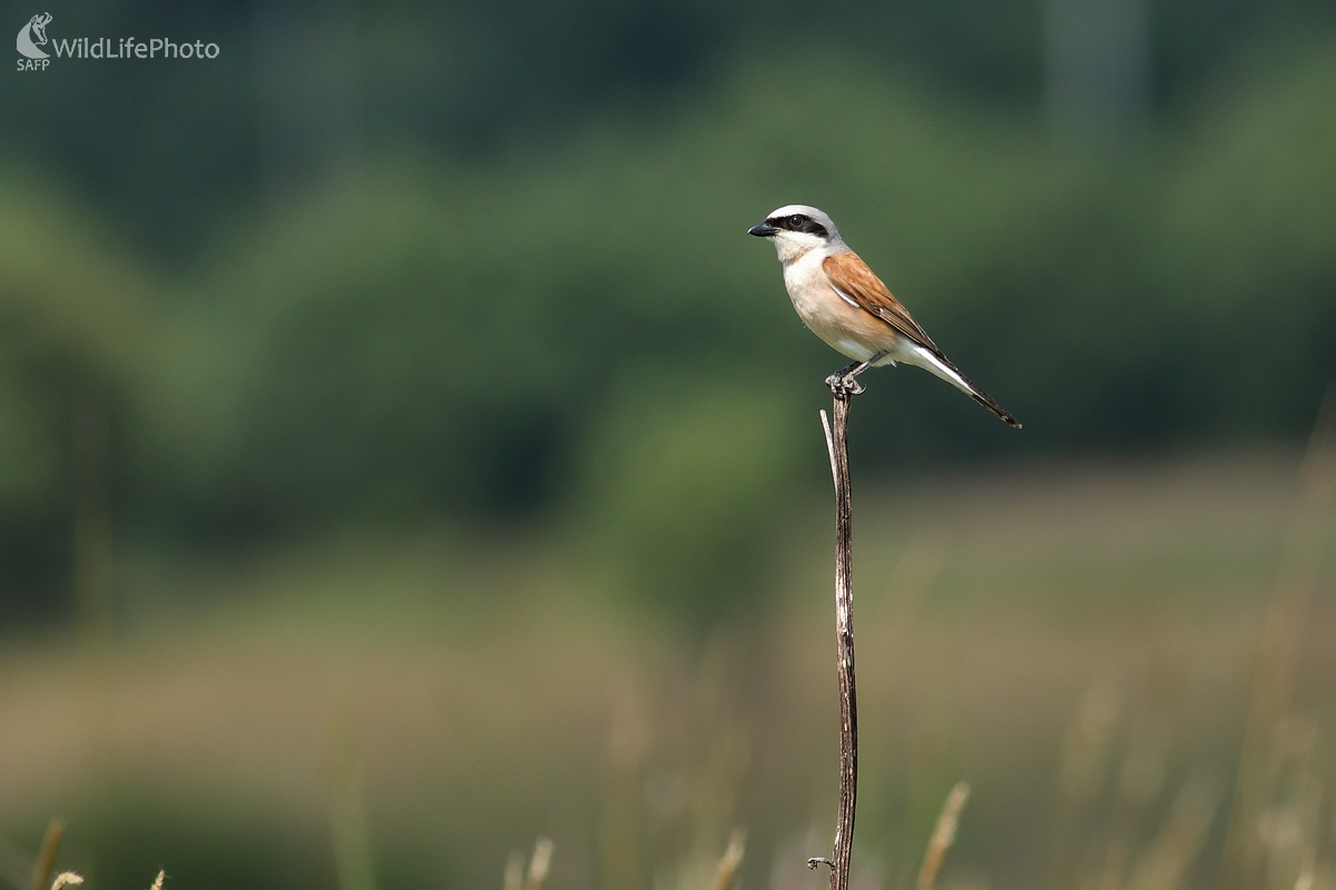 Strakoš obyčajný  (Michal Stoklasa)