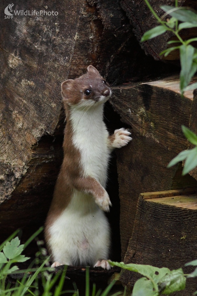 Zvedavá šelmička (Vladimír Michalec)