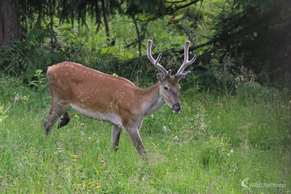 Bodkovaný mladík (Vladimír Michalec)