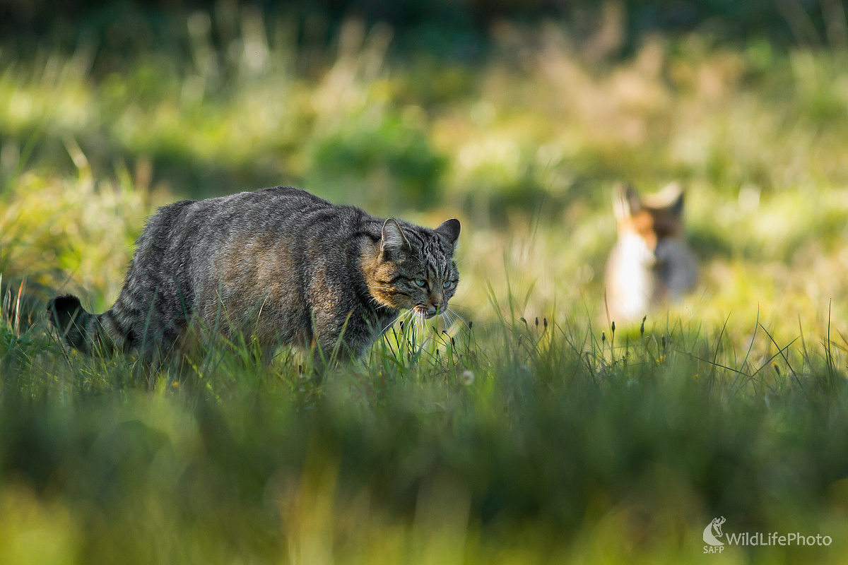 Sebavedomá (Ladislav Dzivjak)