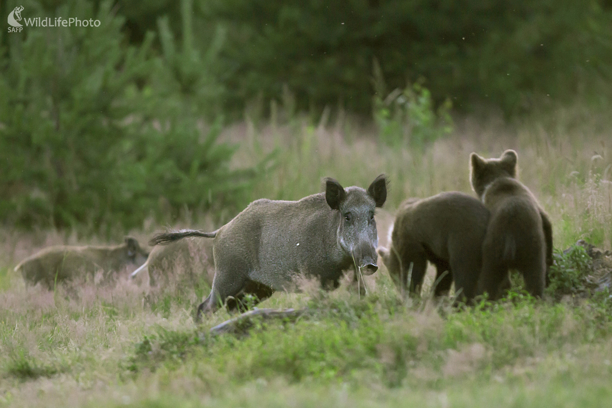 Zvedavosť (Dominik Kalata)