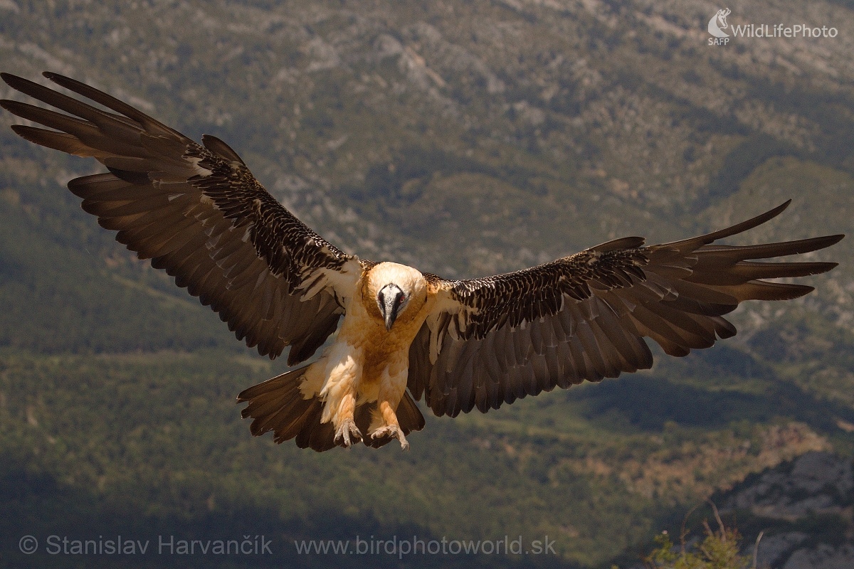 Bradáň žltohlavý (Gypaetus barbatus) (Stanislav Harvančík)