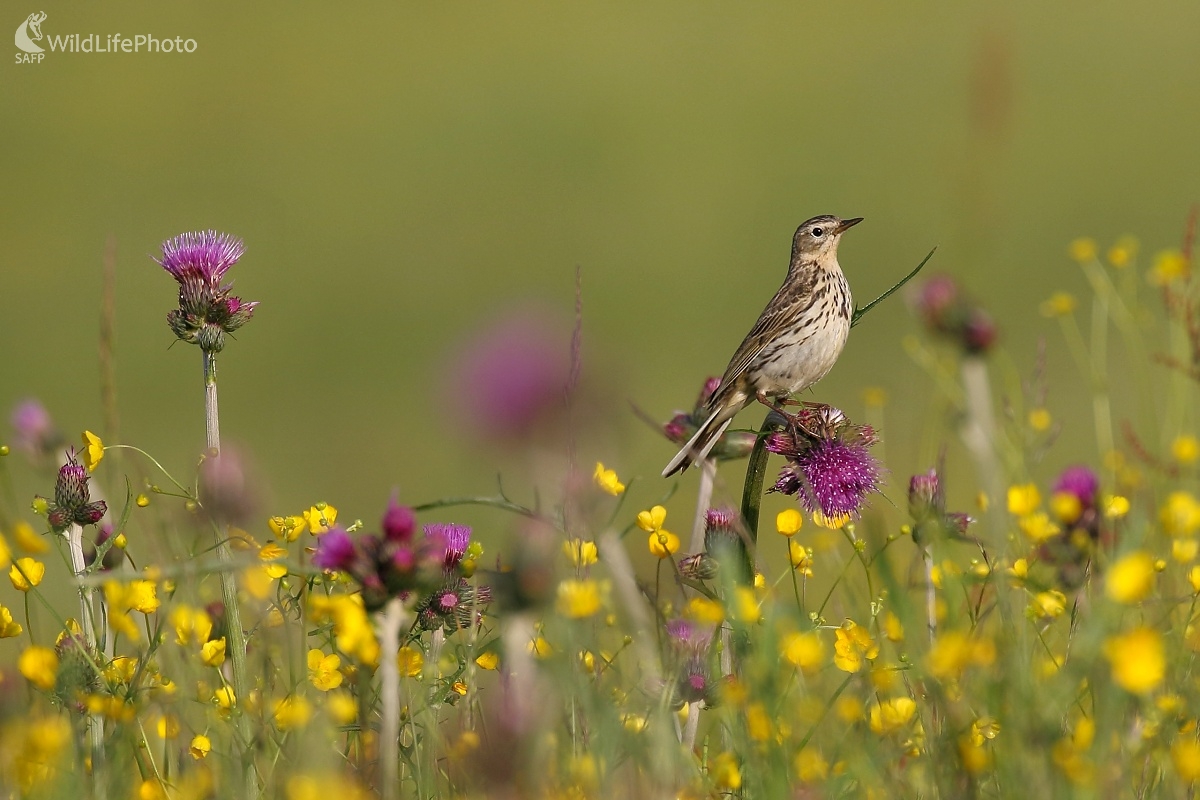 Ľabtuška lúčna (Vladimír Michalec)