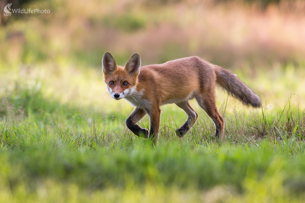 Ušatá (Ladislav Dzivjak)