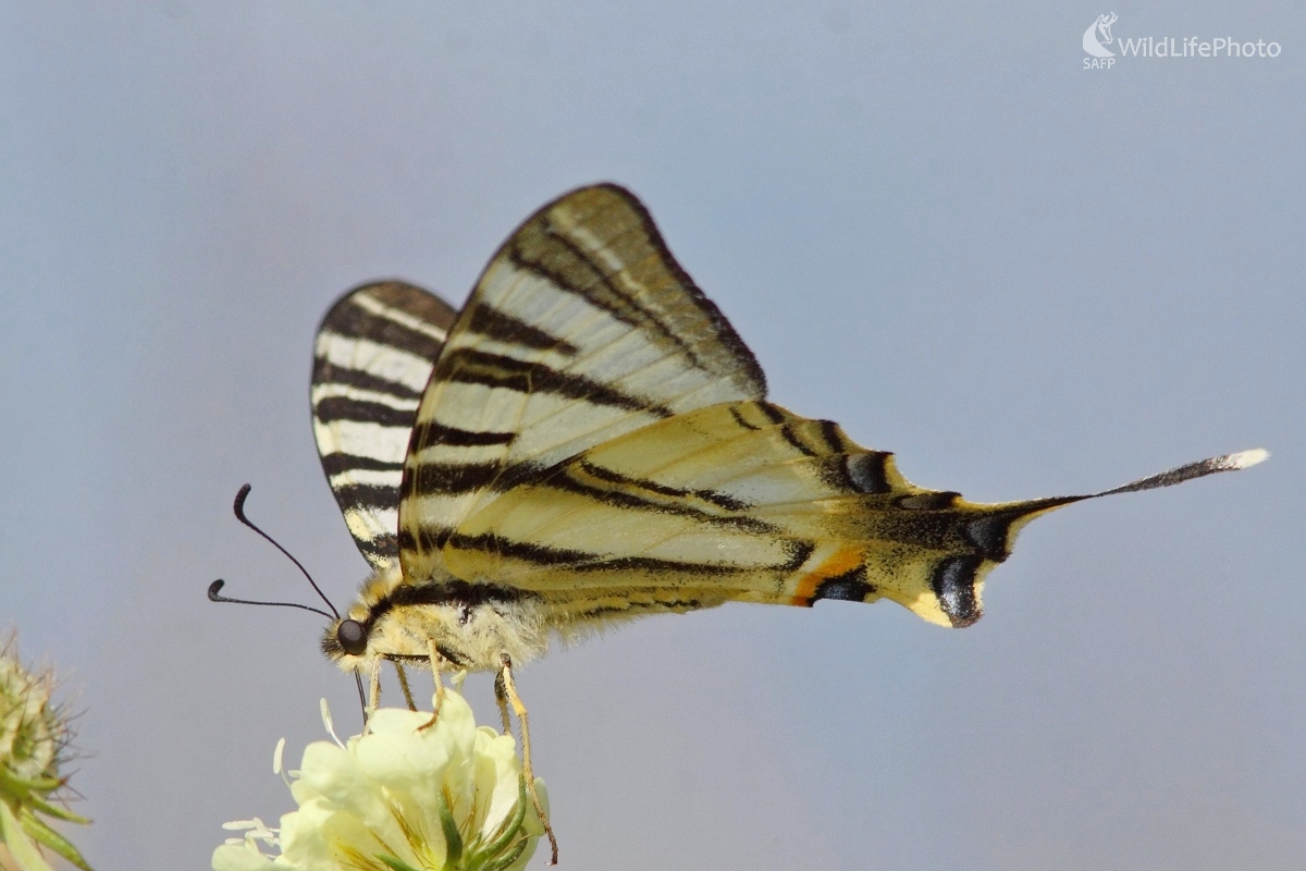 Vidlochost ovocný (Vladimír Michalec)