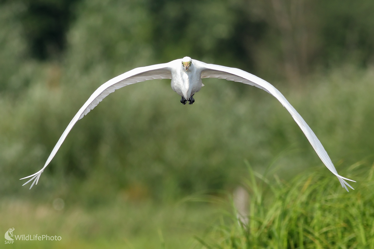 Beluša veľká (Michal Stoklasa)