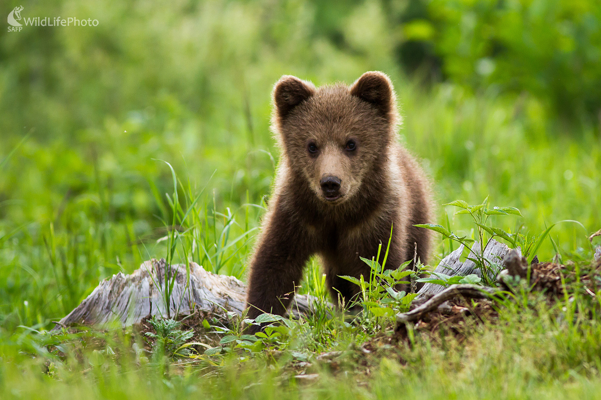 Mláďa (Ladislav Dzivjak)
