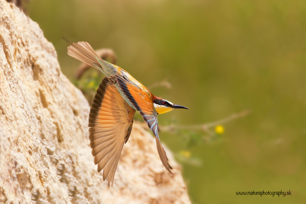 Včelárik zlatý (Merops apiaster) (Michal Lučanský)