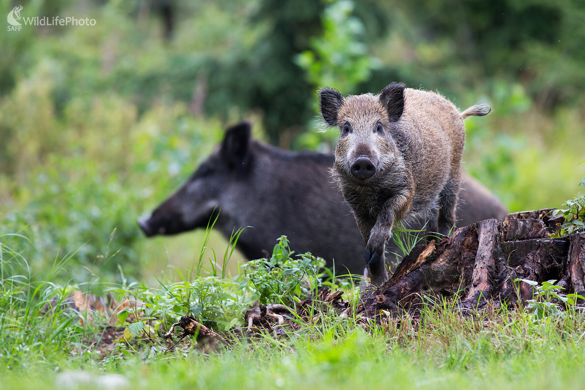 Smelo vpred (Ladislav Dzivjak)