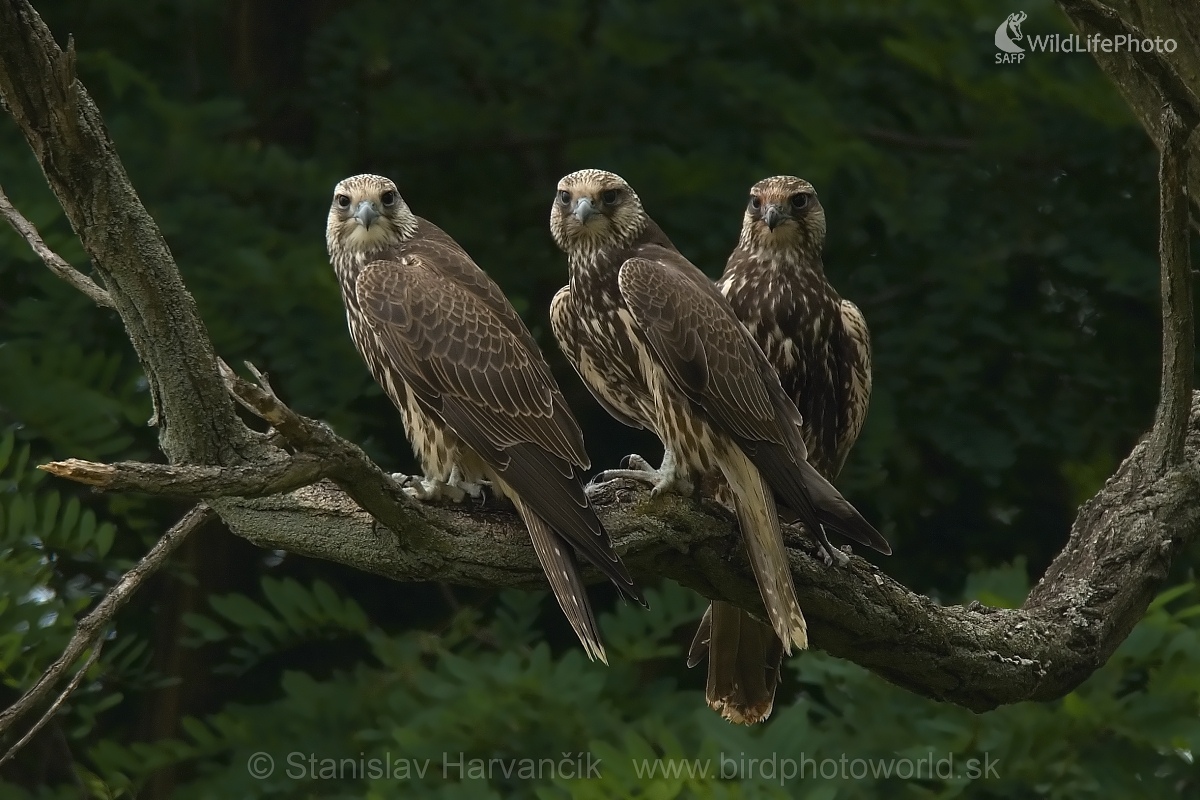 Sokol rároh (Falco cherrug) (Stanislav Harvančík)