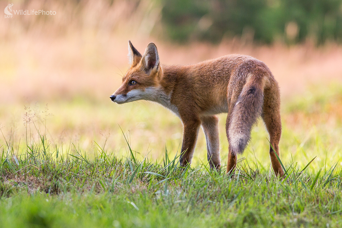 Líštička (Ladislav Dzivjak)