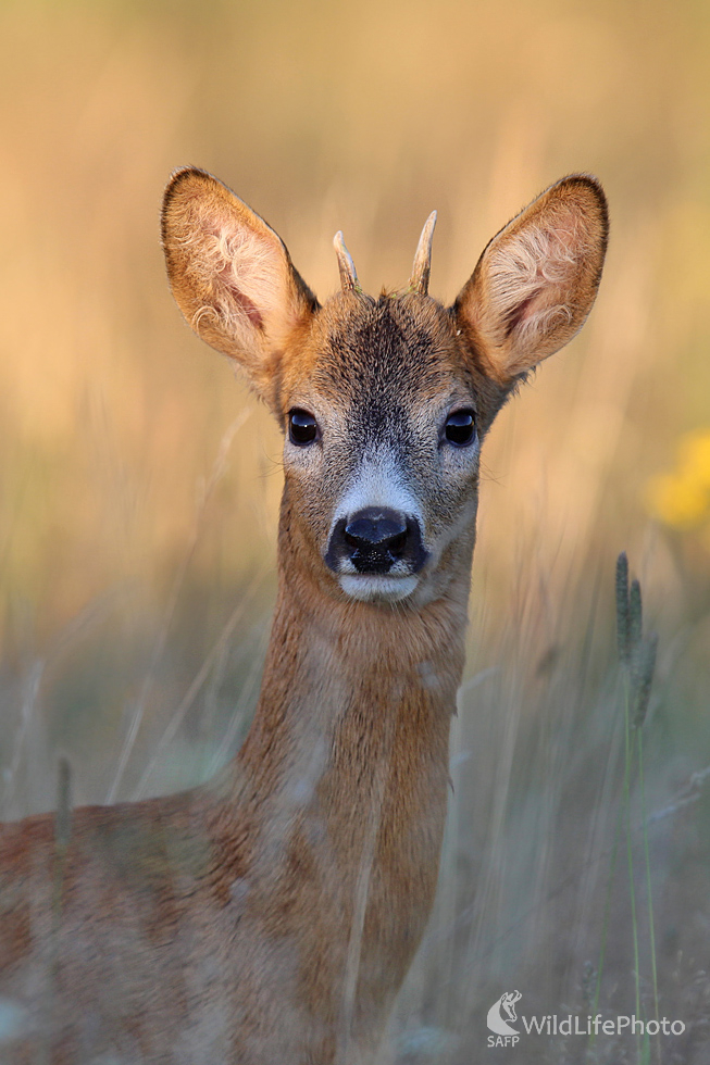 Srnček (Dominik Kalata)