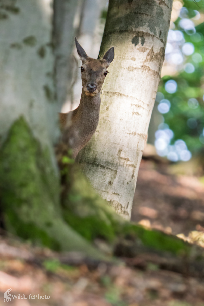 Spoza stromu (Erik Vondra)