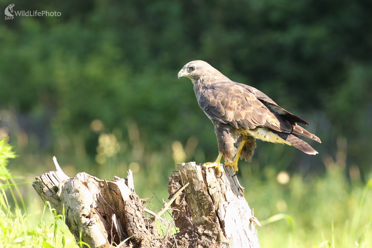 Myšiak lesný (Jaroslav Šubjak)