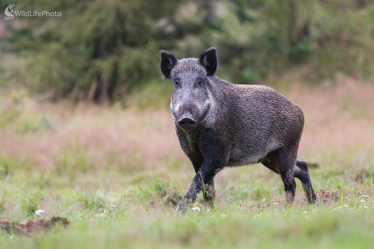 Baletný krok (Ladislav Dzivjak)