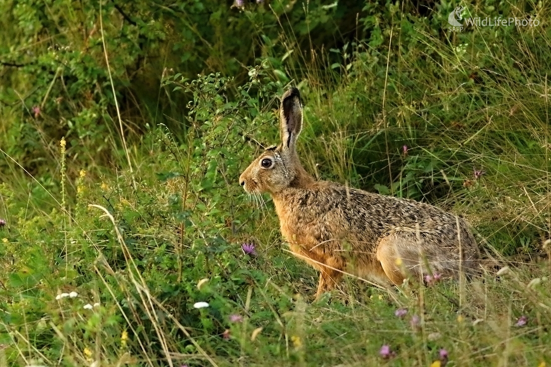 Zajko (Maroš Detko)