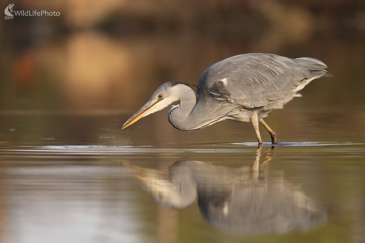 Na love... (Jaroslav Šubjak)