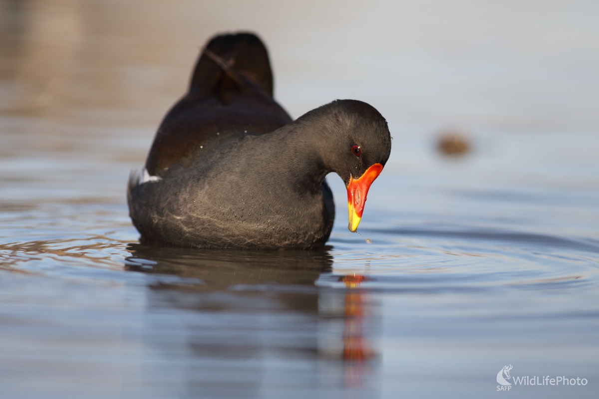 Zvedavá sliepočka (Jaroslav Šubjak)