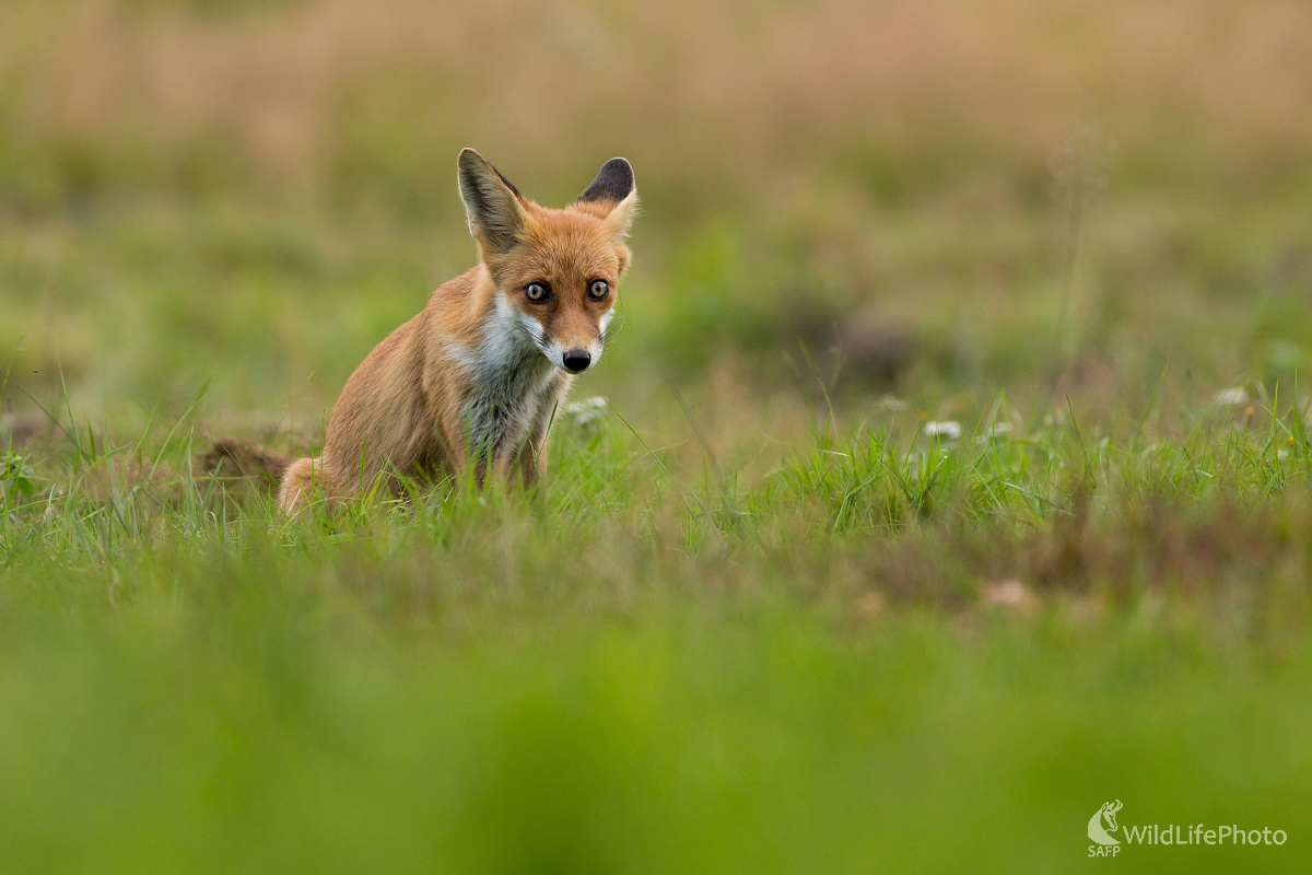 Nevinnosť v očiach (Ladislav Dzivjak)