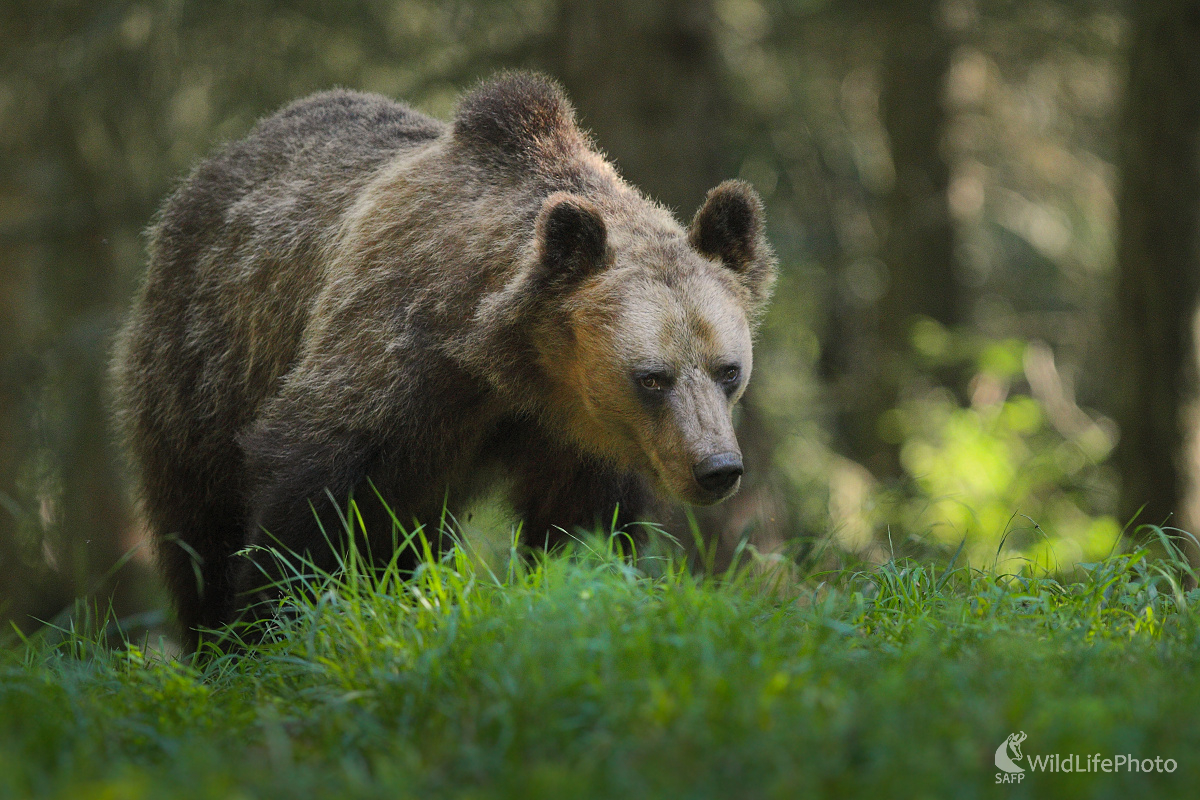 Zadumaný ... (Marián Jamrich)