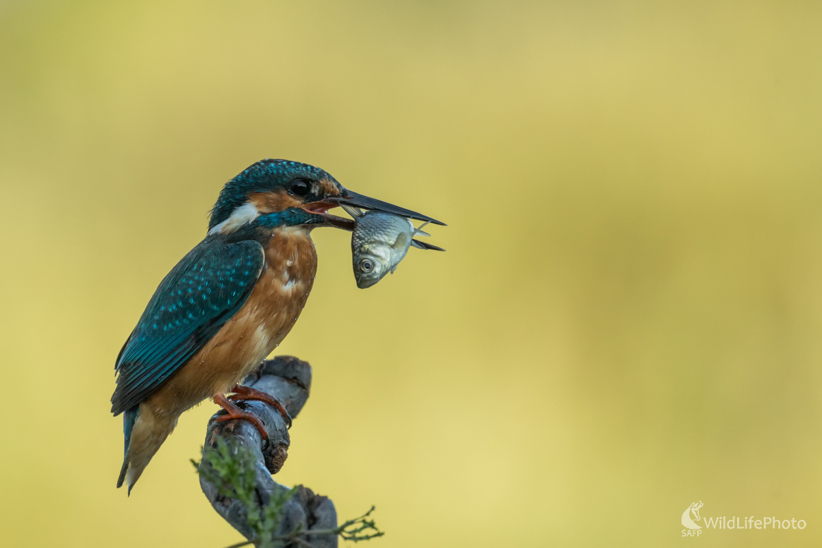 S úlovkom (Edmund Lelkes)