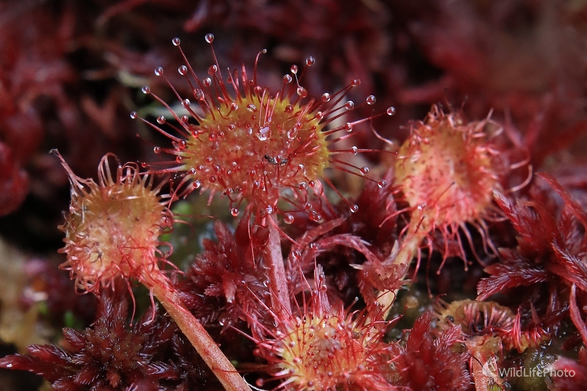 Rosička okrúhlolistá (Maroš Detko)