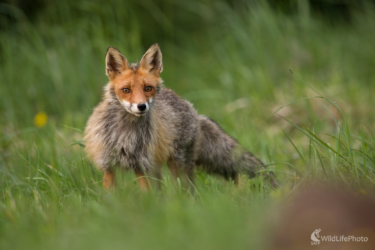 Zo  zimnej na letnú (František Hromada)