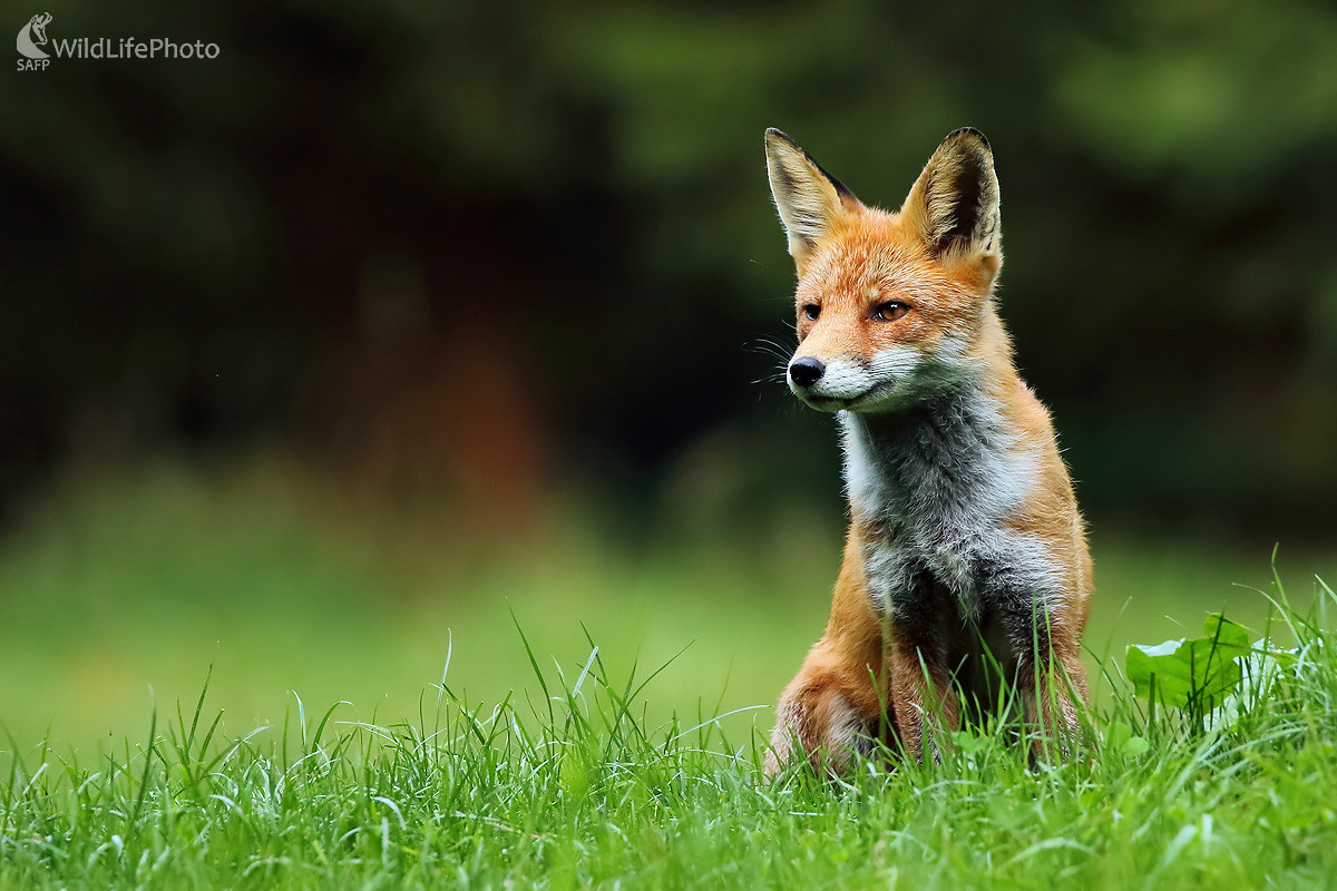 Líštička (Peter Jurík)